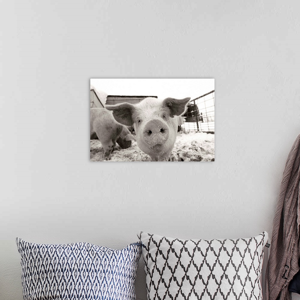 A bohemian room featuring Portrait of a young pig in a snow dusted animal pen.