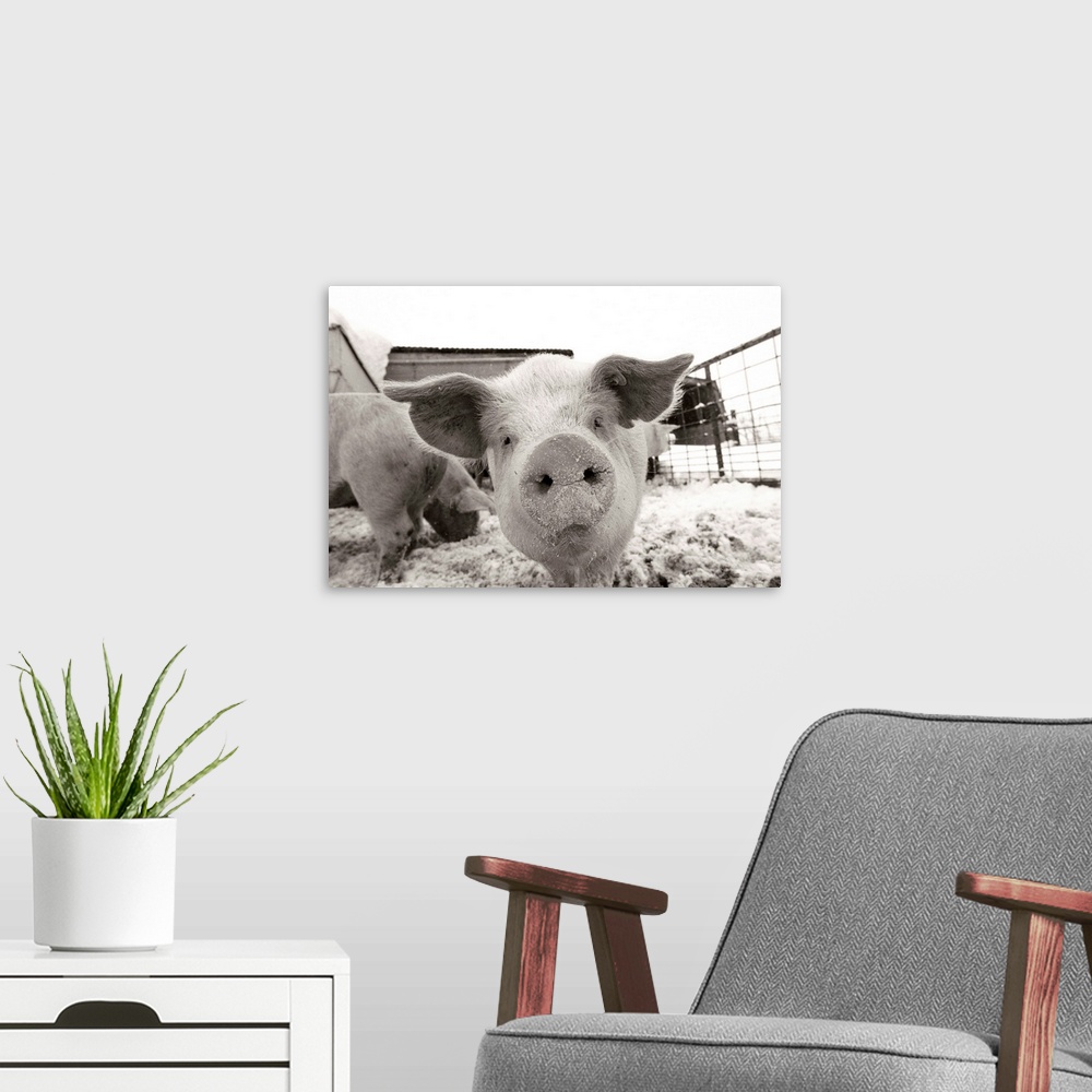 A modern room featuring Portrait of a young pig in a snow dusted animal pen.