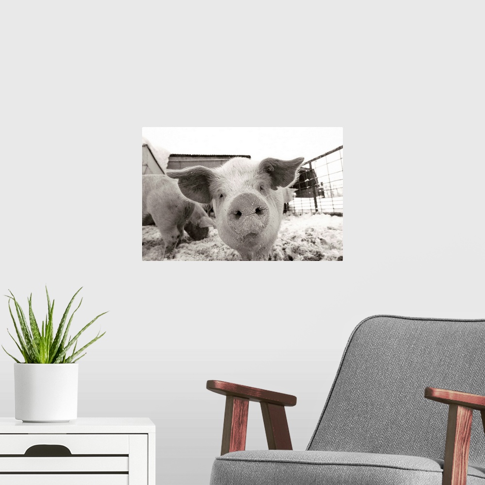 A modern room featuring Portrait of a young pig in a snow dusted animal pen.