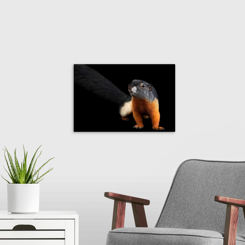 A modern room featuring Prevost's squirrel, Callosciurus prevostii rafflesii, at the Los Angeles Zoo.