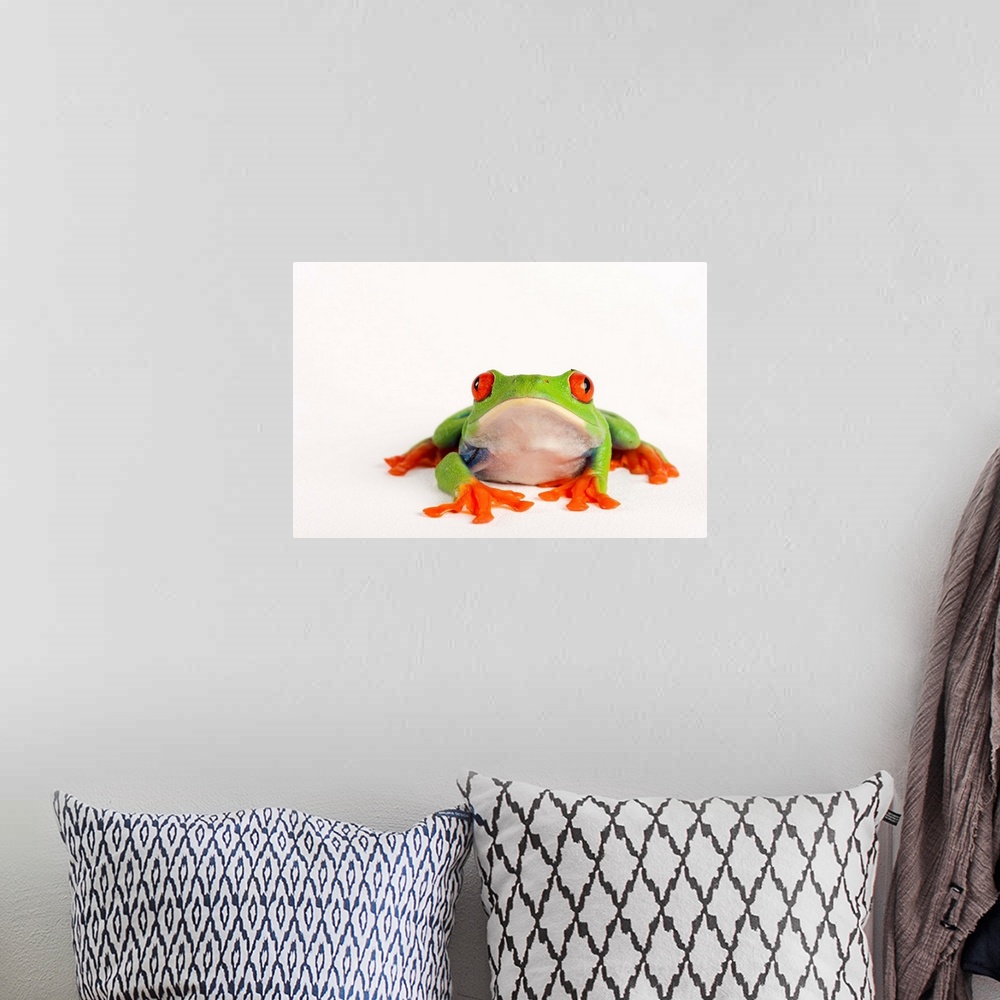 A bohemian room featuring Red eyed tree frog, Agalychnis callidryas.