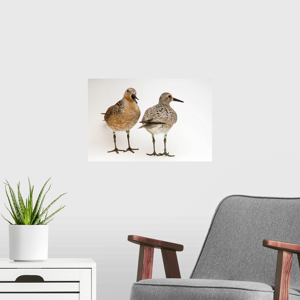 A modern room featuring Red knots (Calidris canutus rufa), at Gandys Beach, New Jersey.