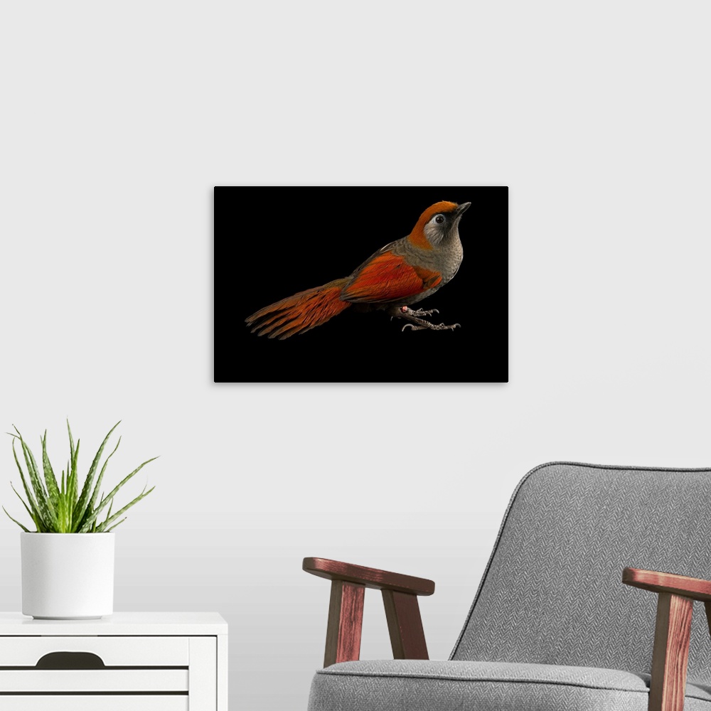 A modern room featuring Red tailed laughingthrush, Trochalopteron milnei, at the Plzen Zoo.