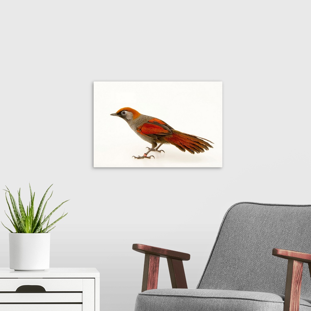 A modern room featuring Red tailed laughingthrush, Trochalopteron milnei, at the Plzen Zoo.
