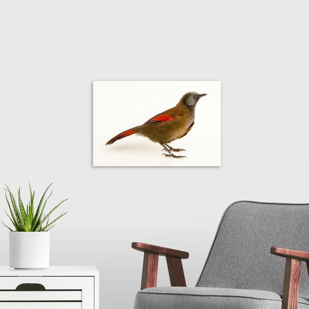 A modern room featuring Red winged laughingthrush, Trochalopteron formosum formosum, at the Plzen Zoo.