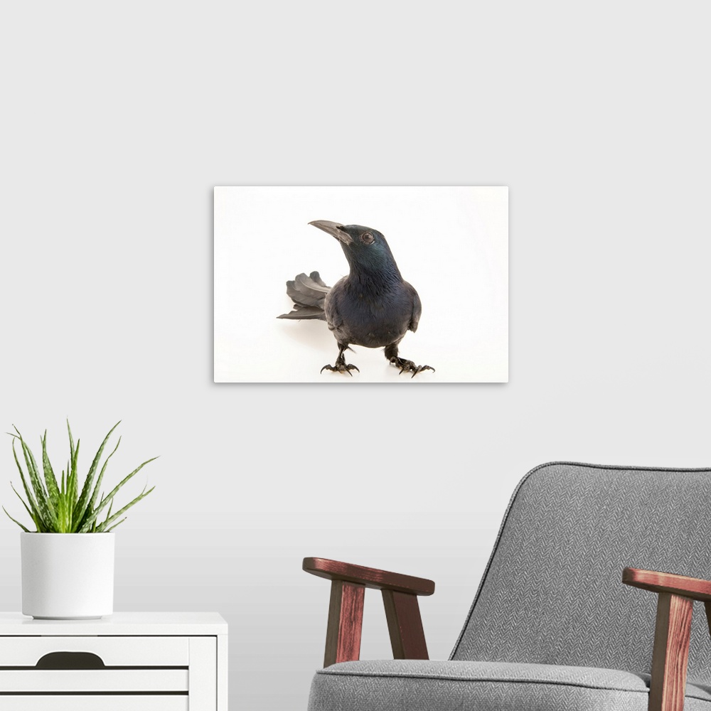 A modern room featuring Red winged starling, Onychognathus morio.