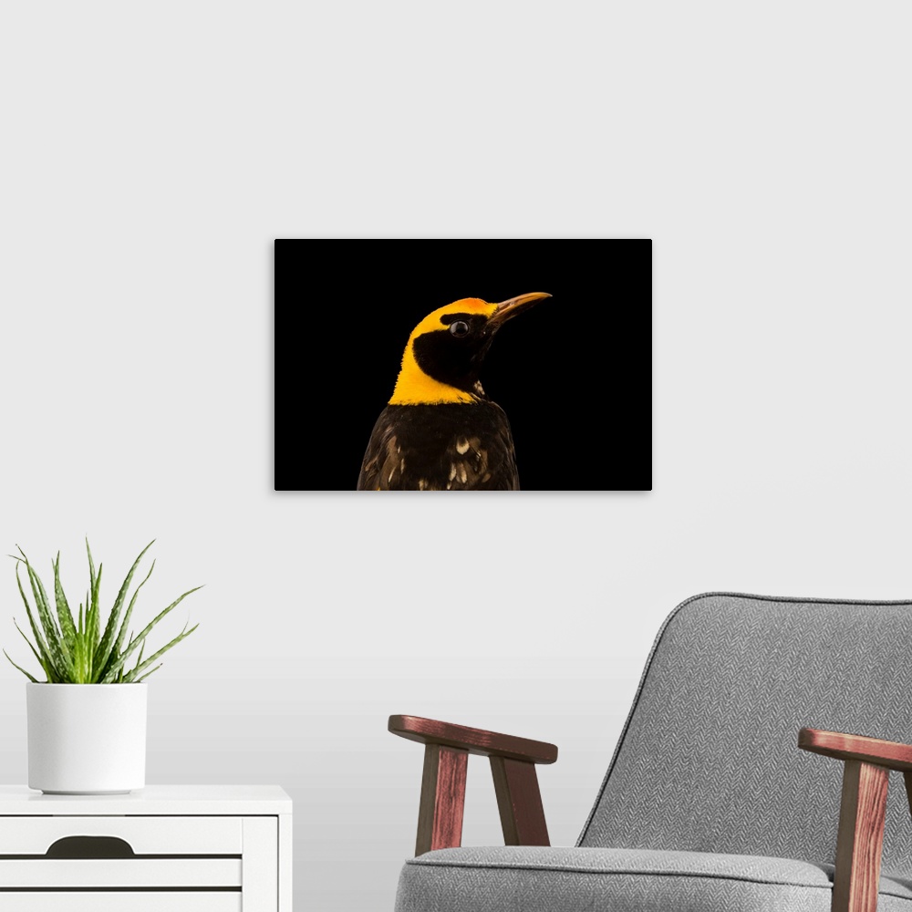 A modern room featuring Regent bowerbird, Sericulus chrysocephalus, at Healesville Sanctuary.