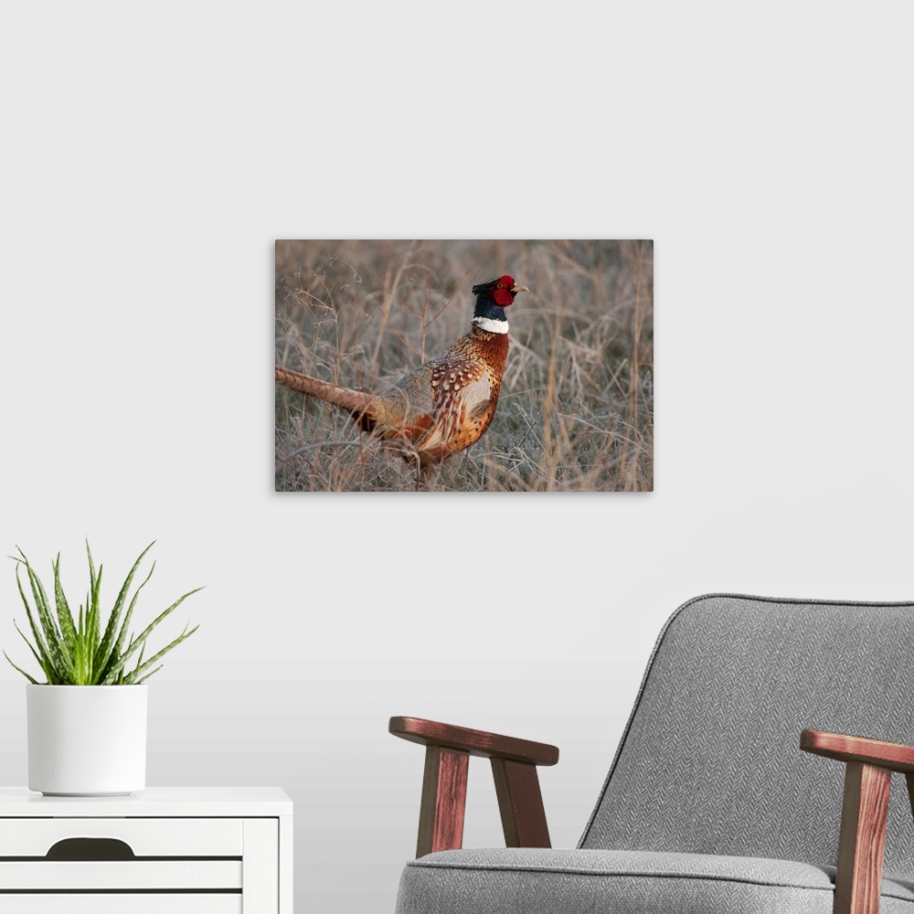 A modern room featuring Ringnecked pheasant, Phasianus colchicus, in the Nebraska sandhills.