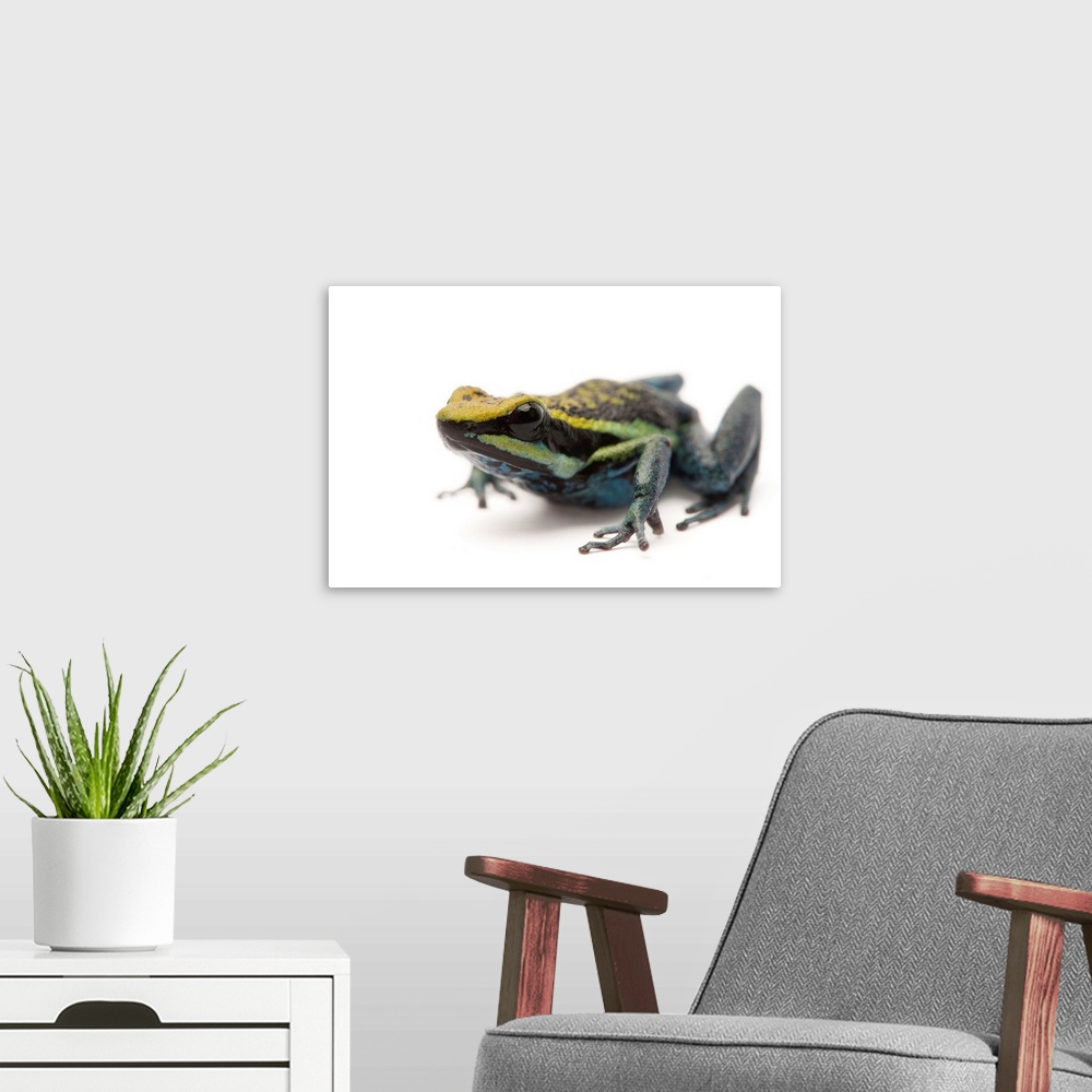 A modern room featuring Rio Abiseo morph of the Pepperi poison dart frog, Ameerega pepperi.