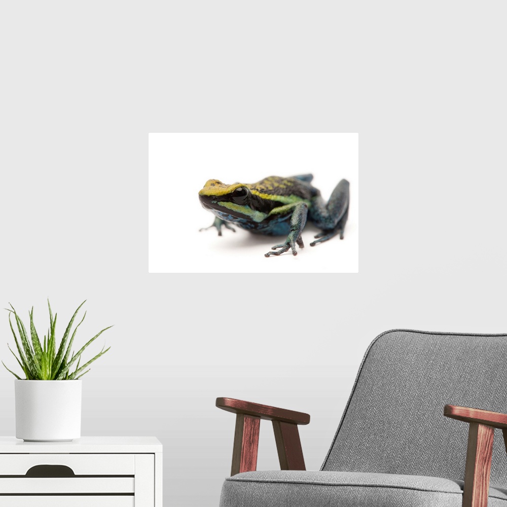 A modern room featuring Rio Abiseo morph of the Pepperi poison dart frog, Ameerega pepperi.