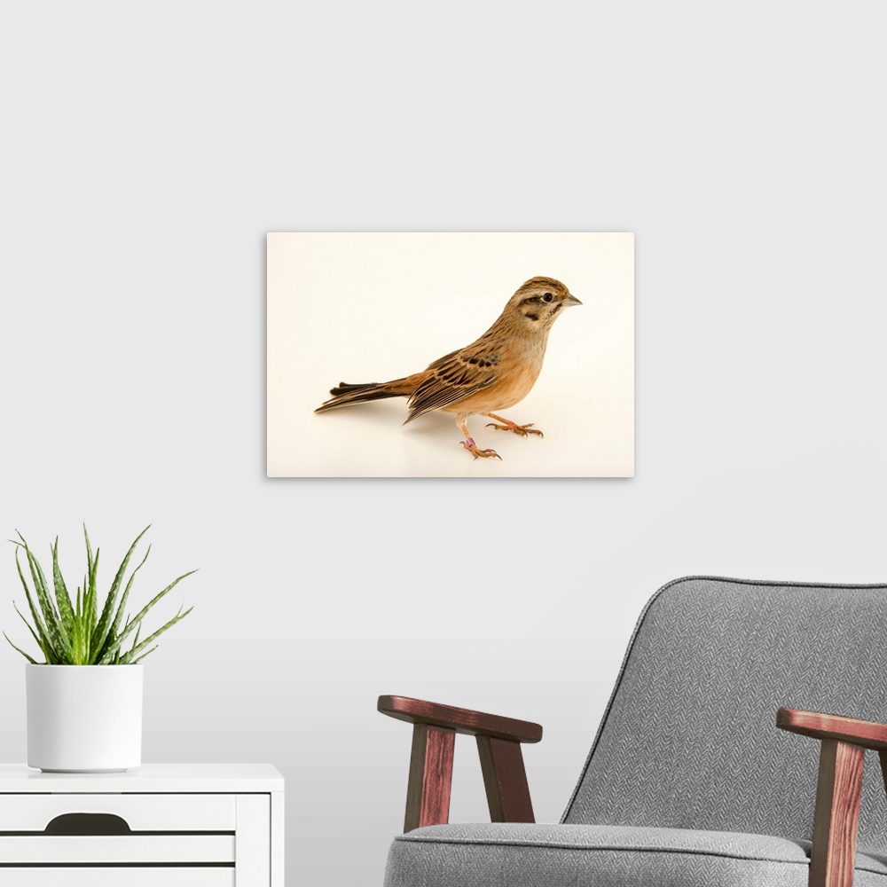 A modern room featuring Rock bunting, Emberiza cia, at the Plzen Zoo.