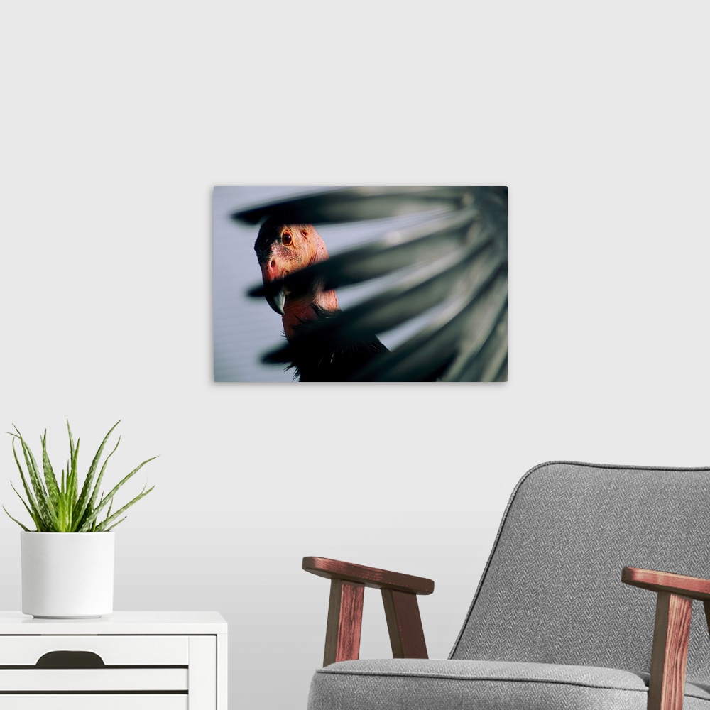 A modern room featuring A view of a California condor through its own primary feathers. This park is where the California...