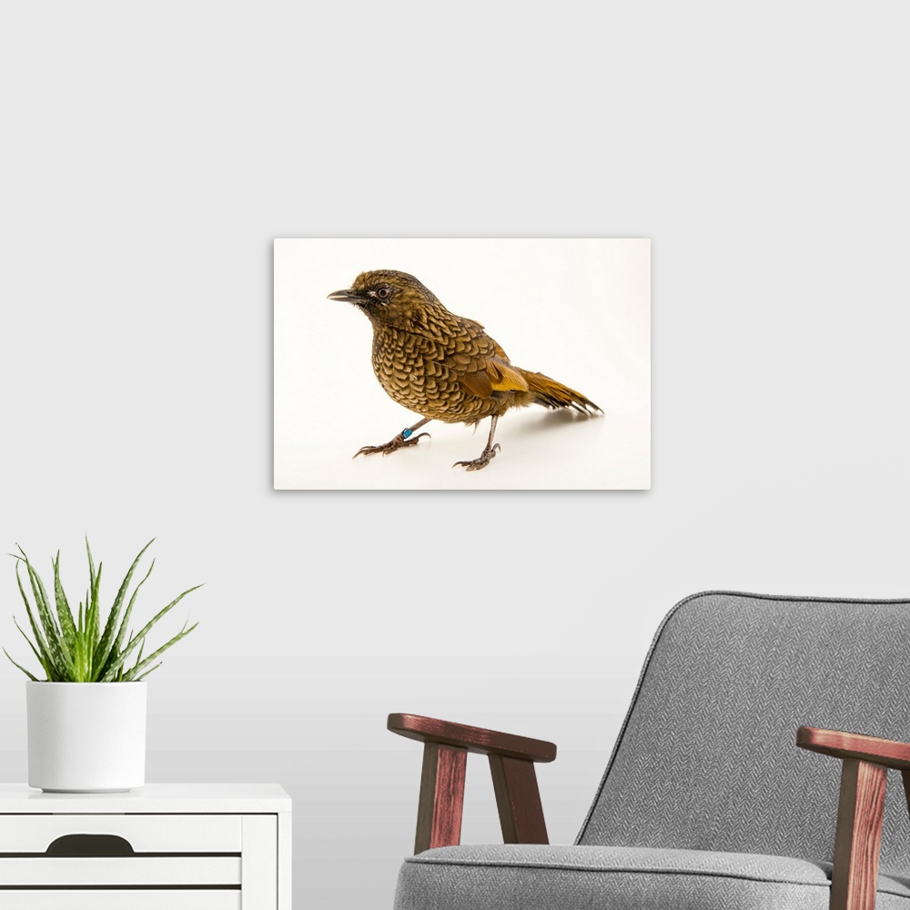 A modern room featuring Scaly laughingthrush, Trochalopteron subunicolor, at the Plzen Zoo.