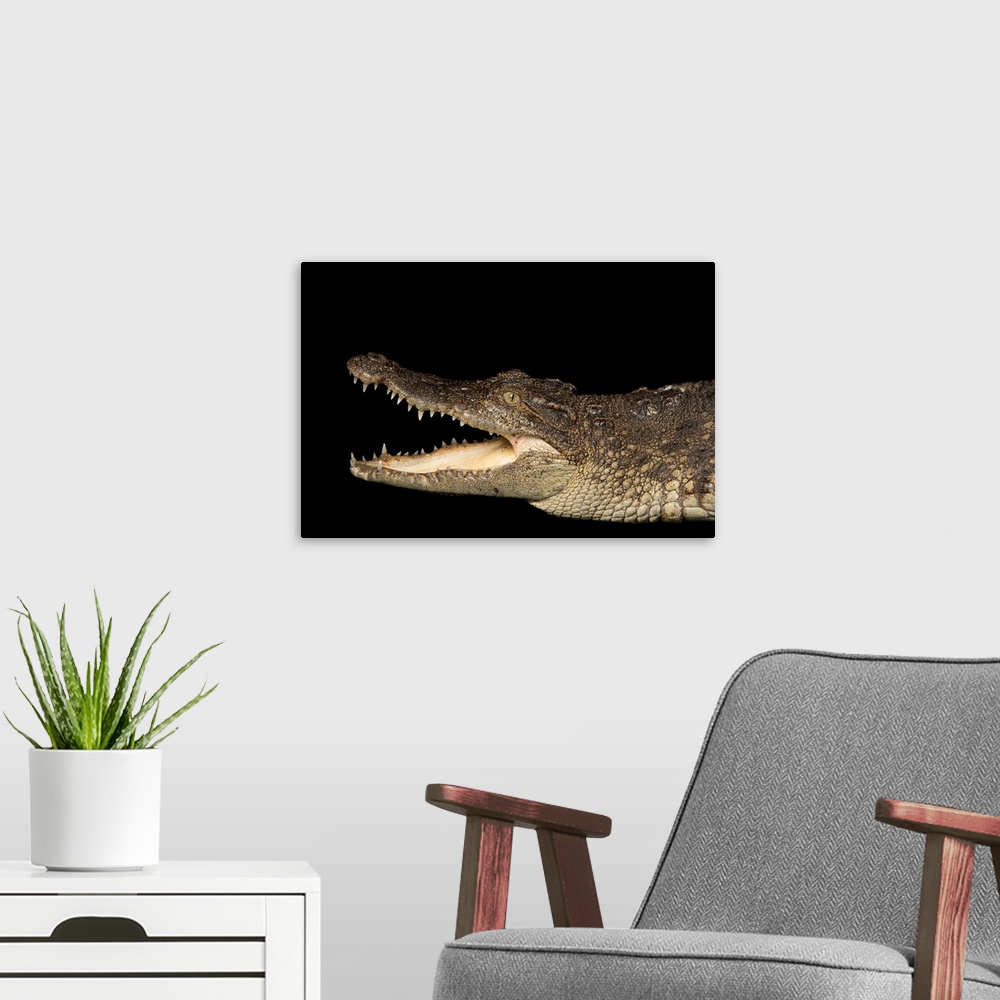 A modern room featuring Siamese crocodile, Crocodylus siamensis, at the Saint Augustine Alligator Farm Zoological Park.