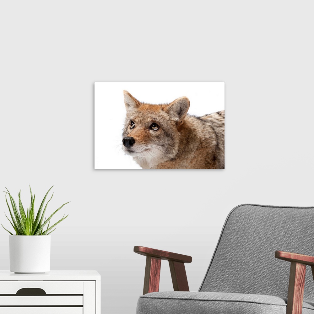 A modern room featuring A coyote at the Great Plains Zoo.