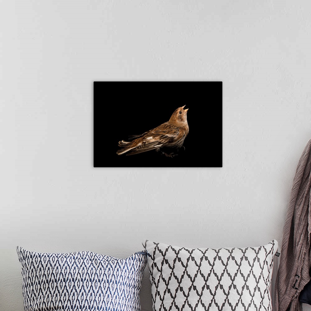 A bohemian room featuring Snow bunting, Plectrophenax nivalis.