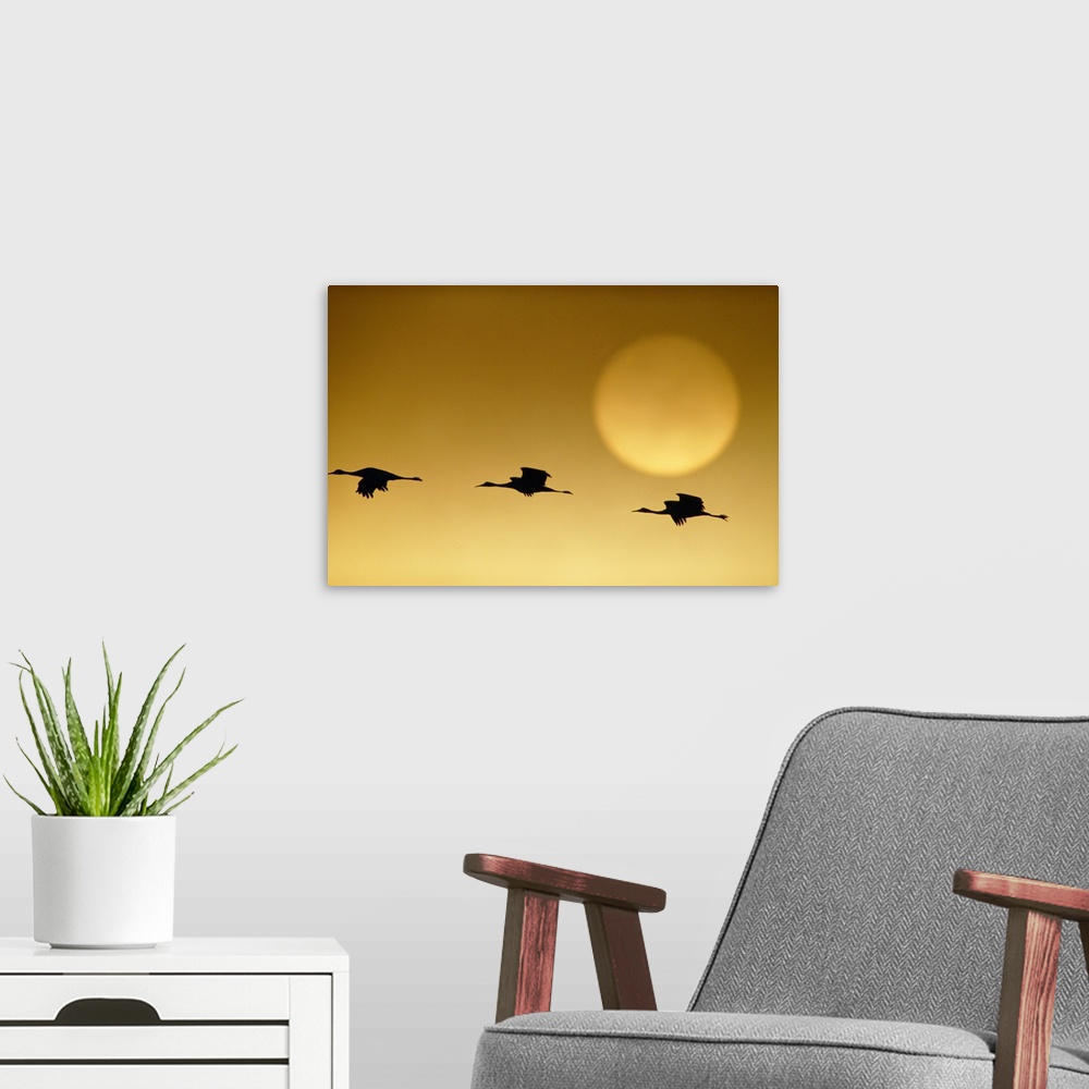 A modern room featuring Snow geese flying by the sun at twilight, Squaw Creek National Wildlife Refuge, Missouri