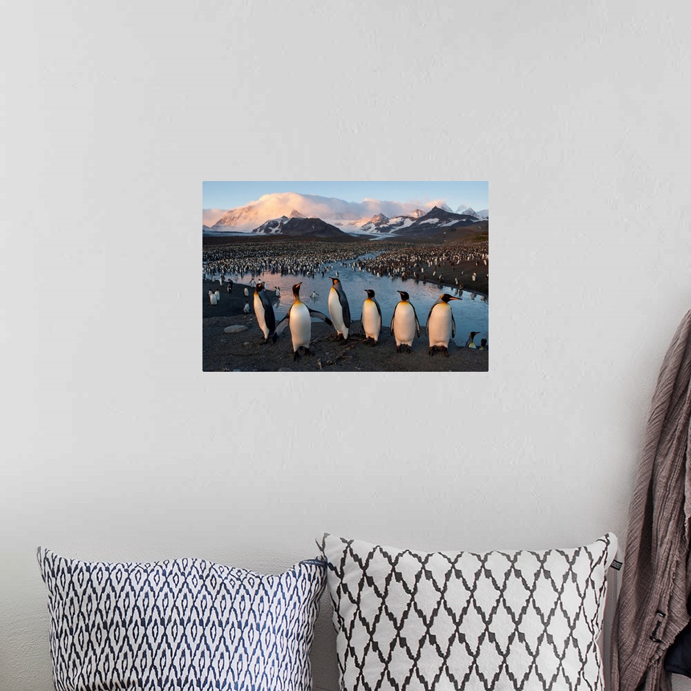A bohemian room featuring South Georgia Island's St. Andrews Bay is home to one of the largest king penguin colonies in the...