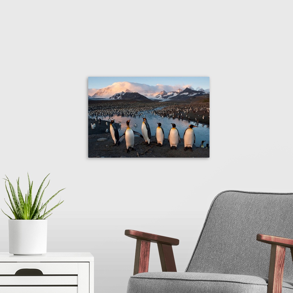 A modern room featuring South Georgia Island's St. Andrews Bay is home to one of the largest king penguin colonies in the...