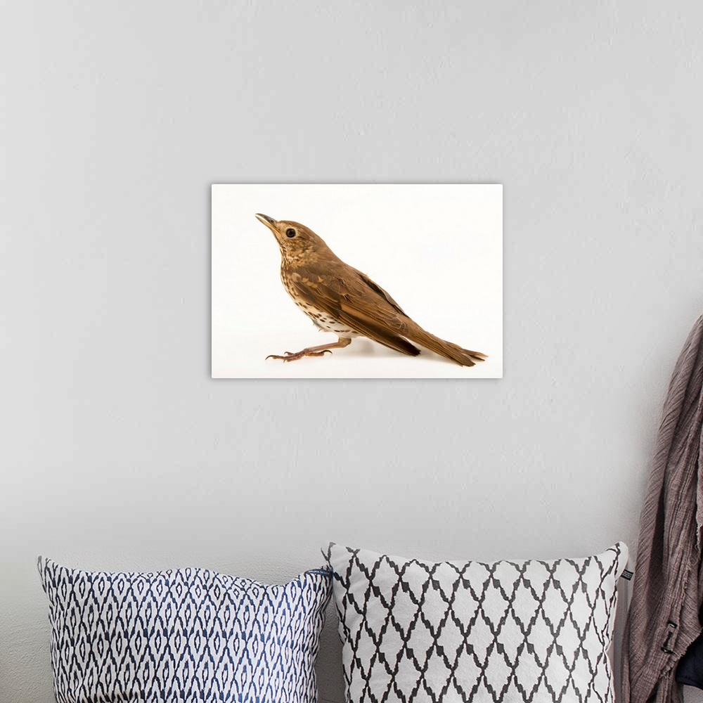 A bohemian room featuring Song thrush, Turdus philomelos.
