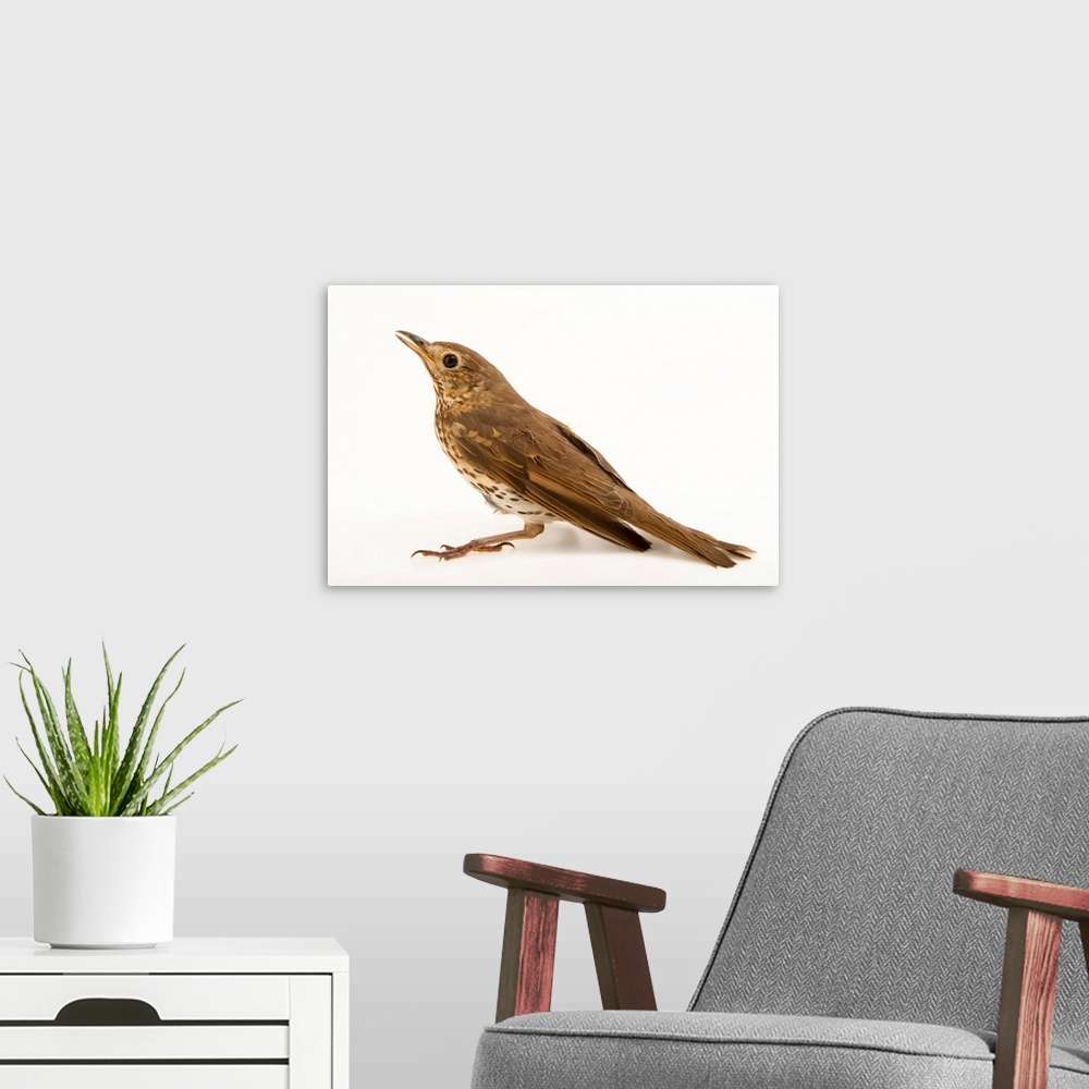 A modern room featuring Song thrush, Turdus philomelos.