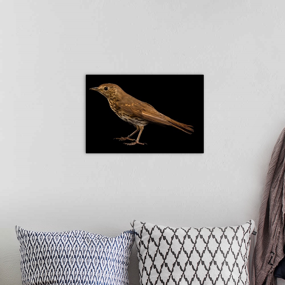A bohemian room featuring Song thrush, Turdus philomelos.