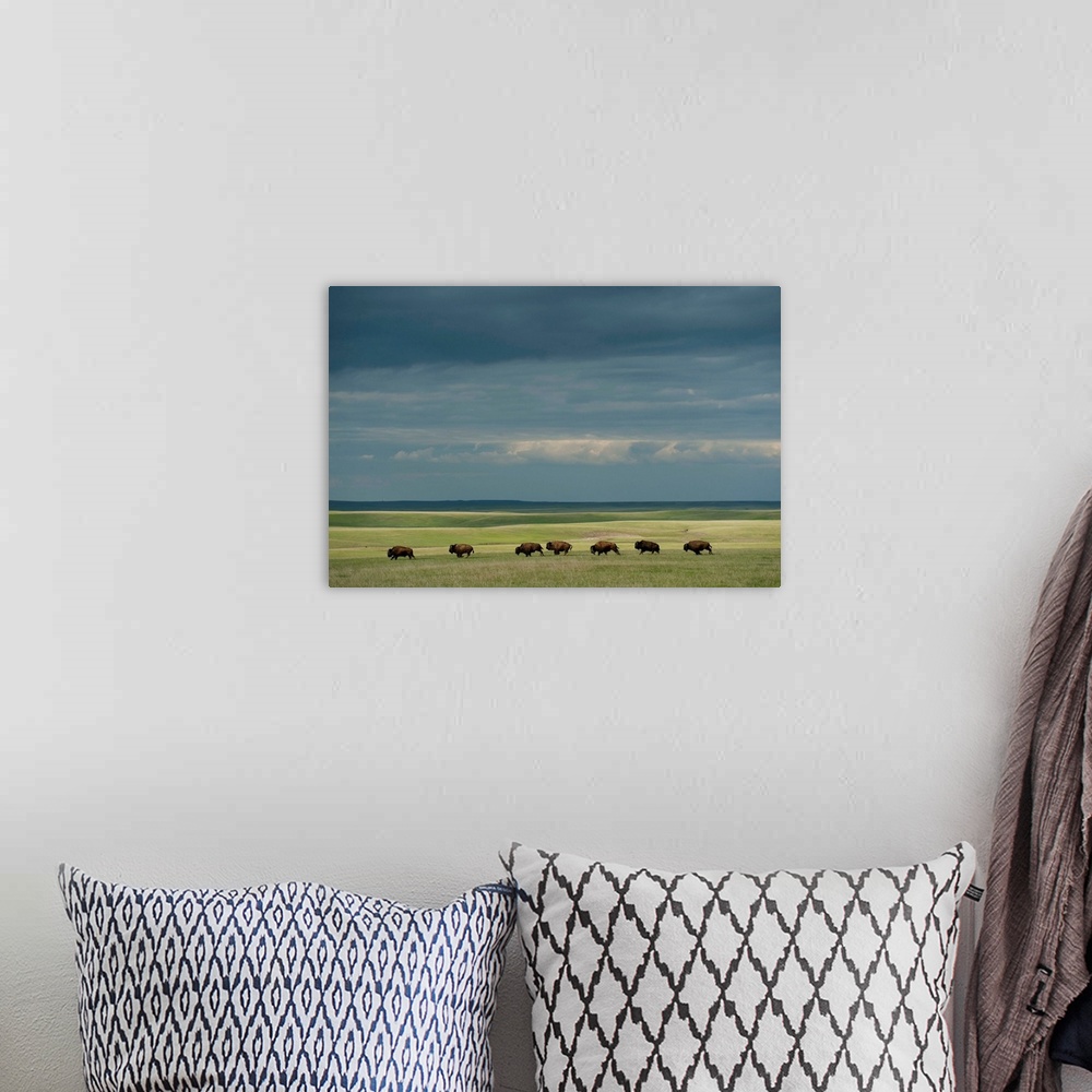 A bohemian room featuring Wild American bison roam on a ranch in South Dakota.