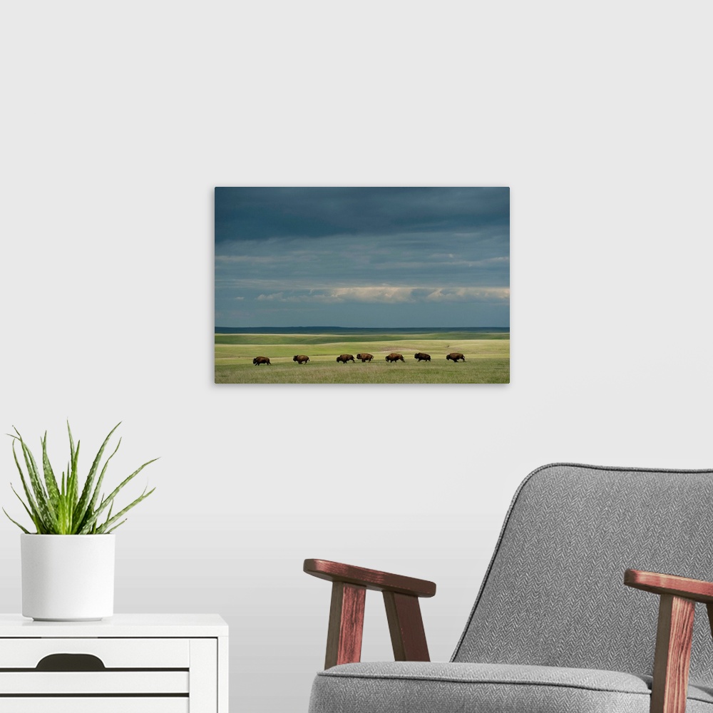 A modern room featuring Wild American bison roam on a ranch in South Dakota.