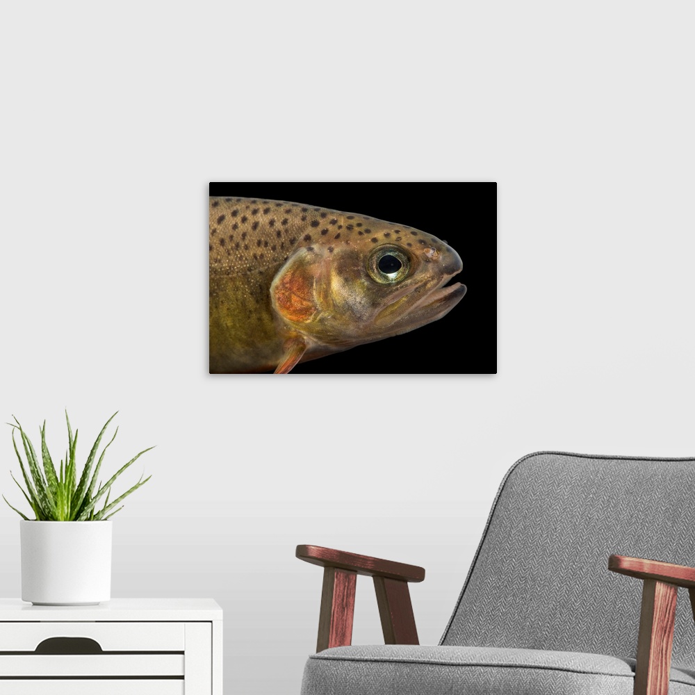A modern room featuring South Diamond Gila trout, Oncorhynchus gilae gilae, at Mora National Fish Hatchery.