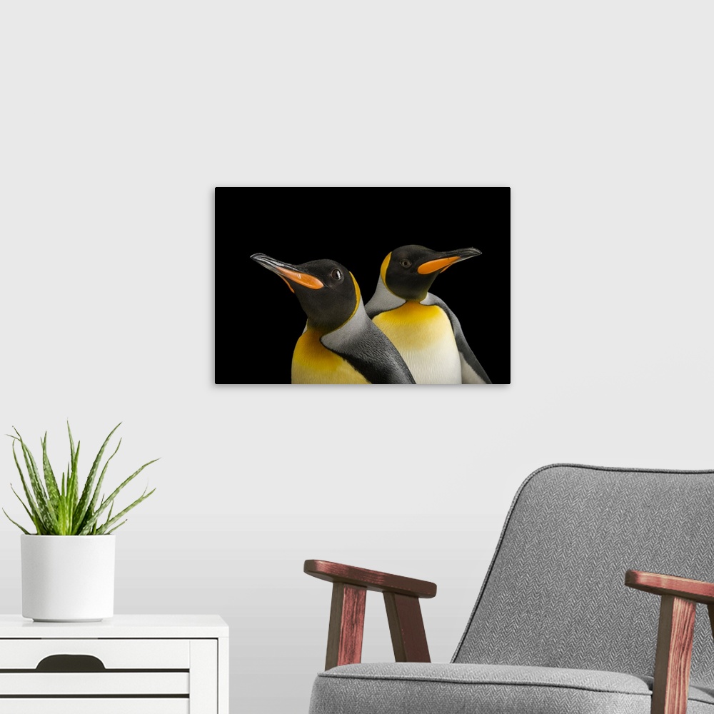 A modern room featuring South Georgia king penguins (Aptenodytes patagonicus patagonicus) at the Indianapolis Zoo.