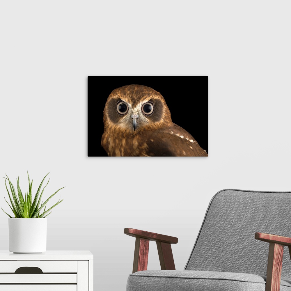 A modern room featuring Southern boobook, Ninox boobook, at the Plzen Zoo.