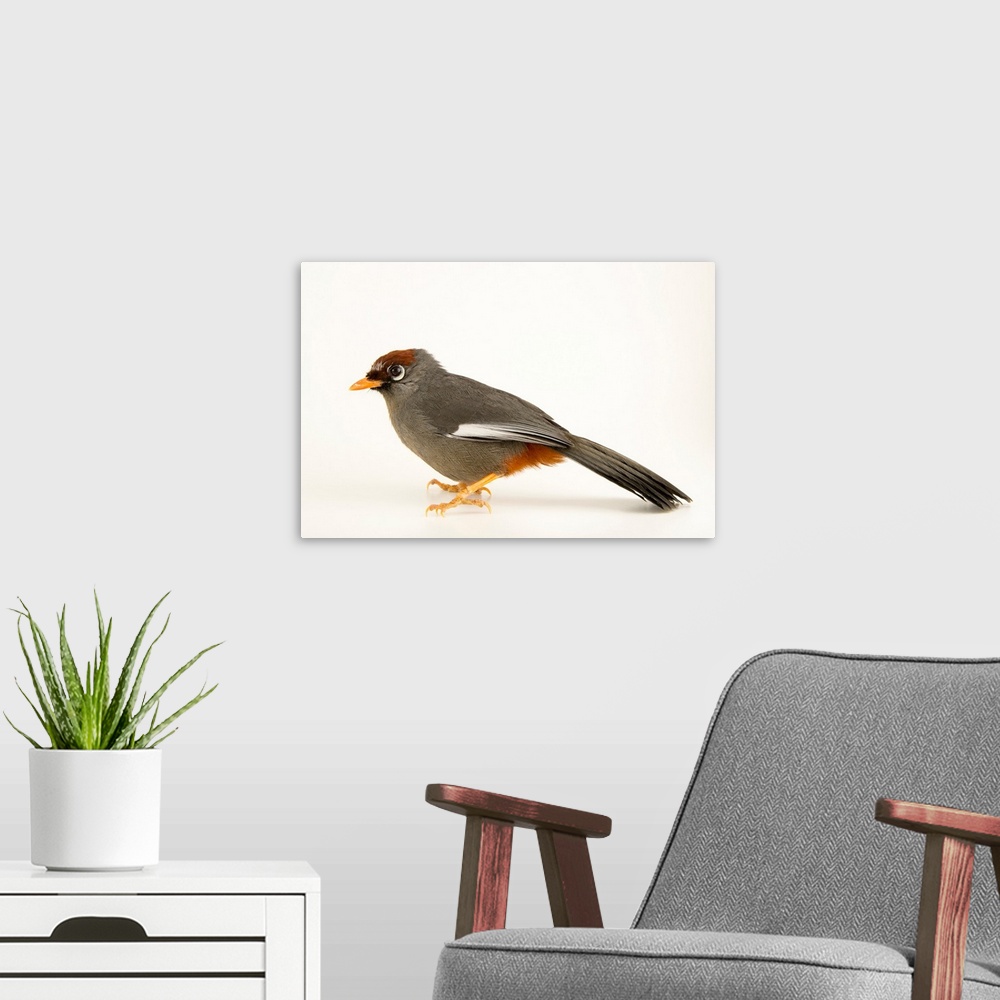 A modern room featuring Spectacled laughingthrush, Garrulax mitratus, at the Plzen Zoo.