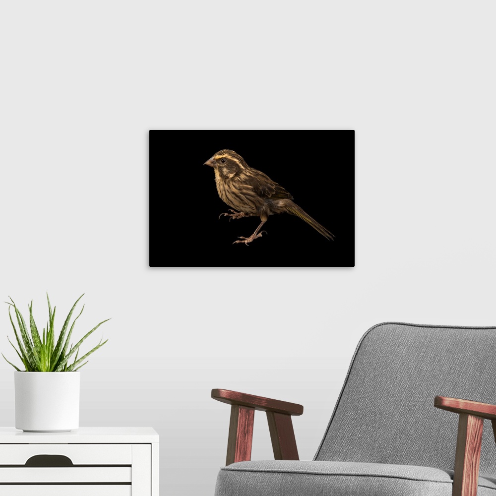 A modern room featuring Streaky seedeater, Crithagra striolatus.