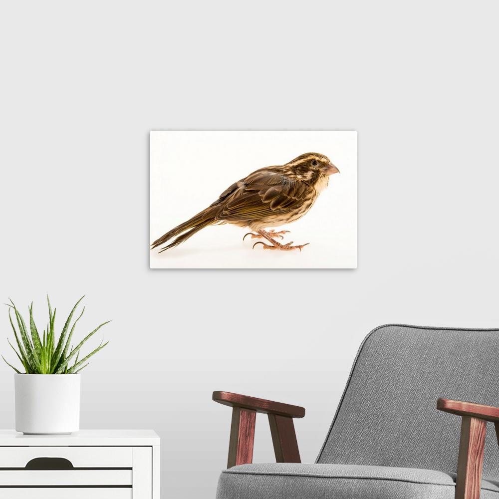 A modern room featuring Streaky seedeater, Crithagra striolatus.