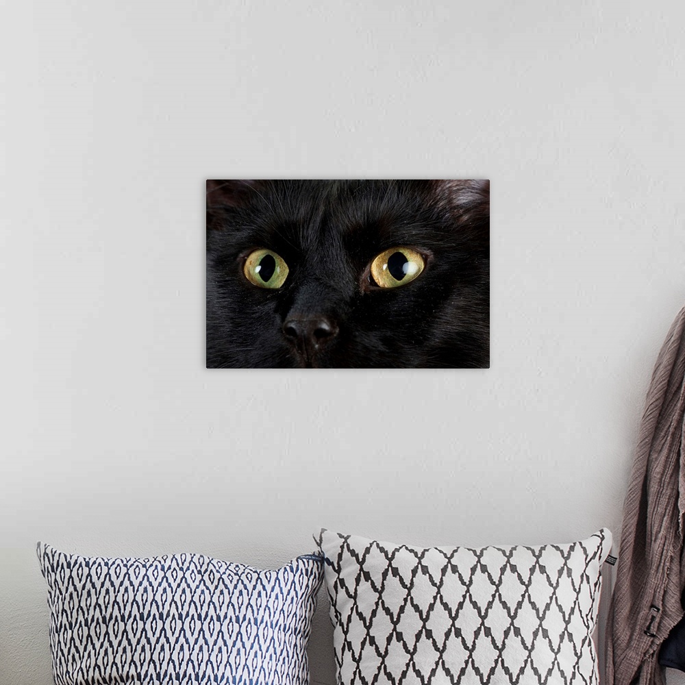 A bohemian room featuring Studio portrait of a cat named Amadeus Wolfgang Meowzart.