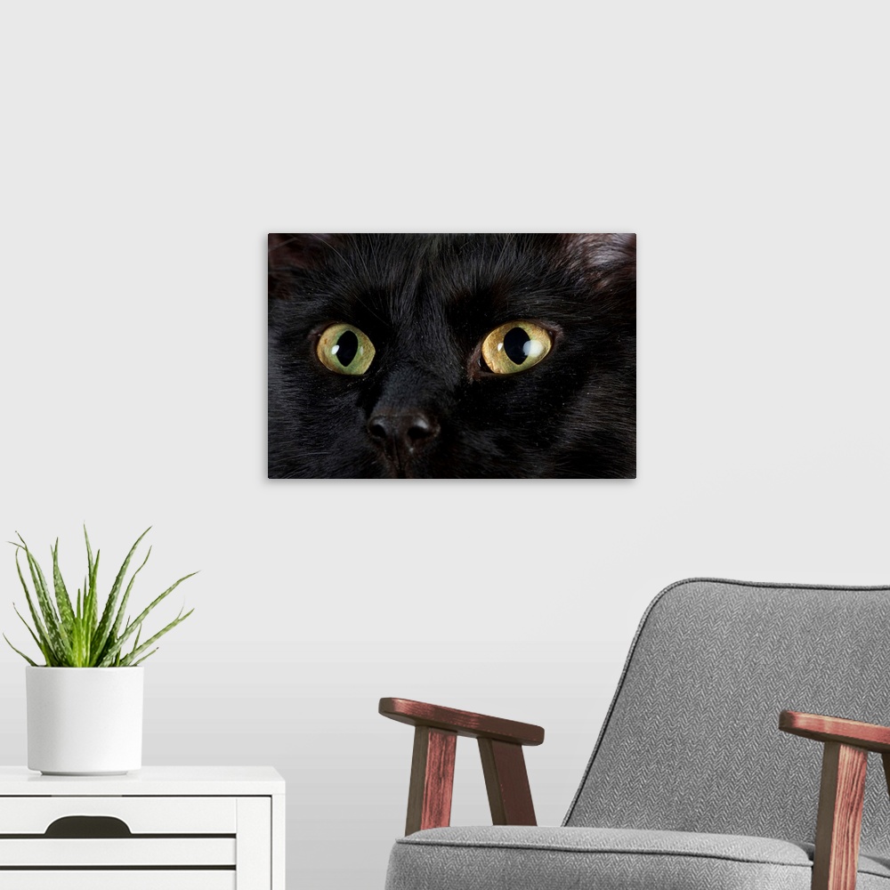 A modern room featuring Studio portrait of a cat named Amadeus Wolfgang Meowzart.