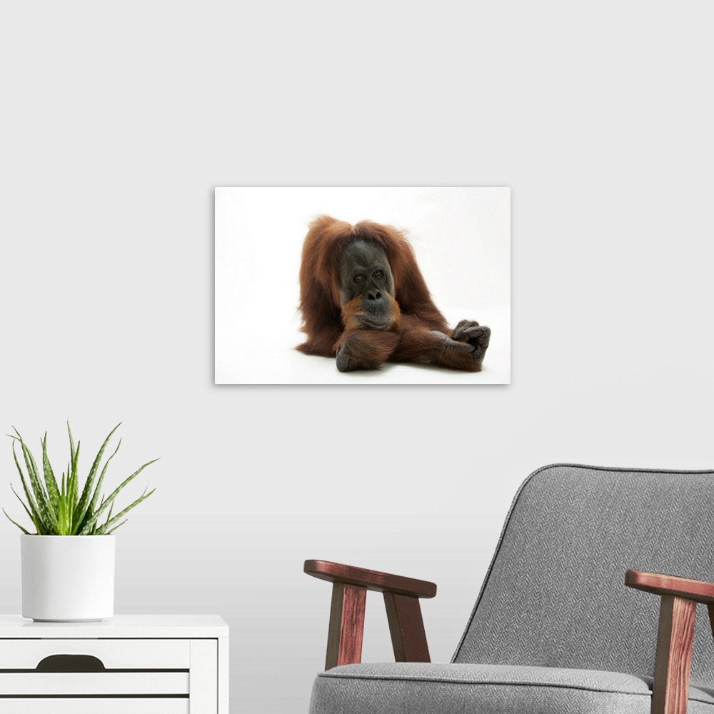 A modern room featuring A critically endangered sumatran orangutan, Pongo abelii, at the Gladys Porter Zoo in Brownsville...
