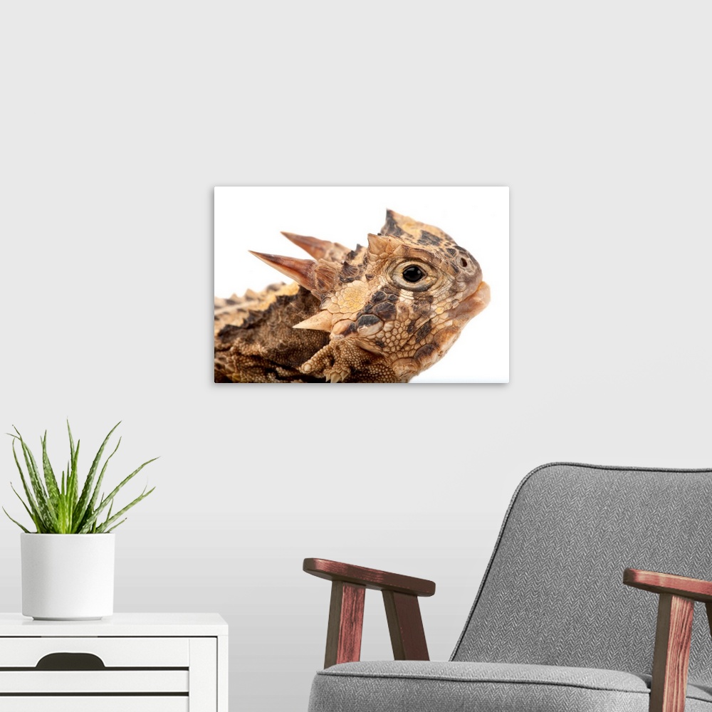 A modern room featuring Texas horned lizard, Phrynosoma cornutum, at the Fort Worth Zoo.