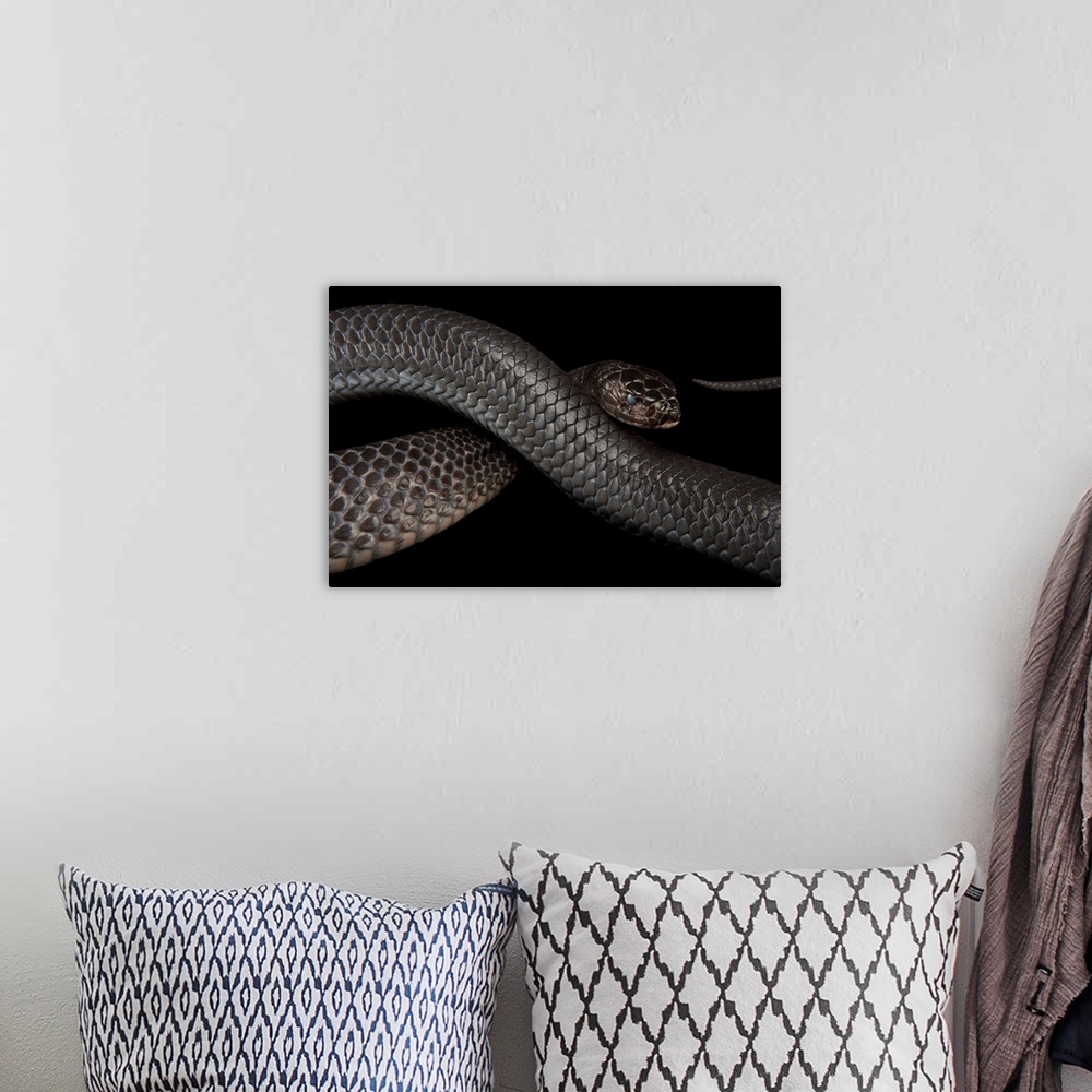 A bohemian room featuring Texas indigo snake (Drymarchon melanurus erebennus) at the Fort Worth Zoo.