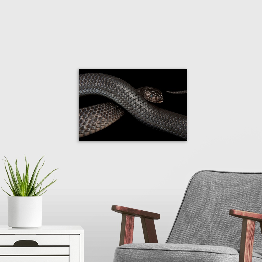 A modern room featuring Texas indigo snake (Drymarchon melanurus erebennus) at the Fort Worth Zoo.