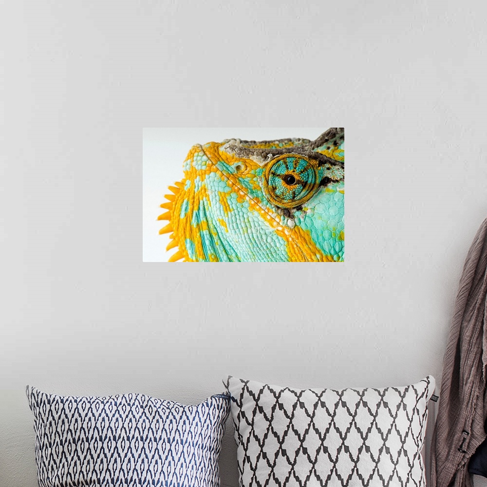 A bohemian room featuring From the National Geographic Collection, a canvas of the up close of a colorful reptile's face.