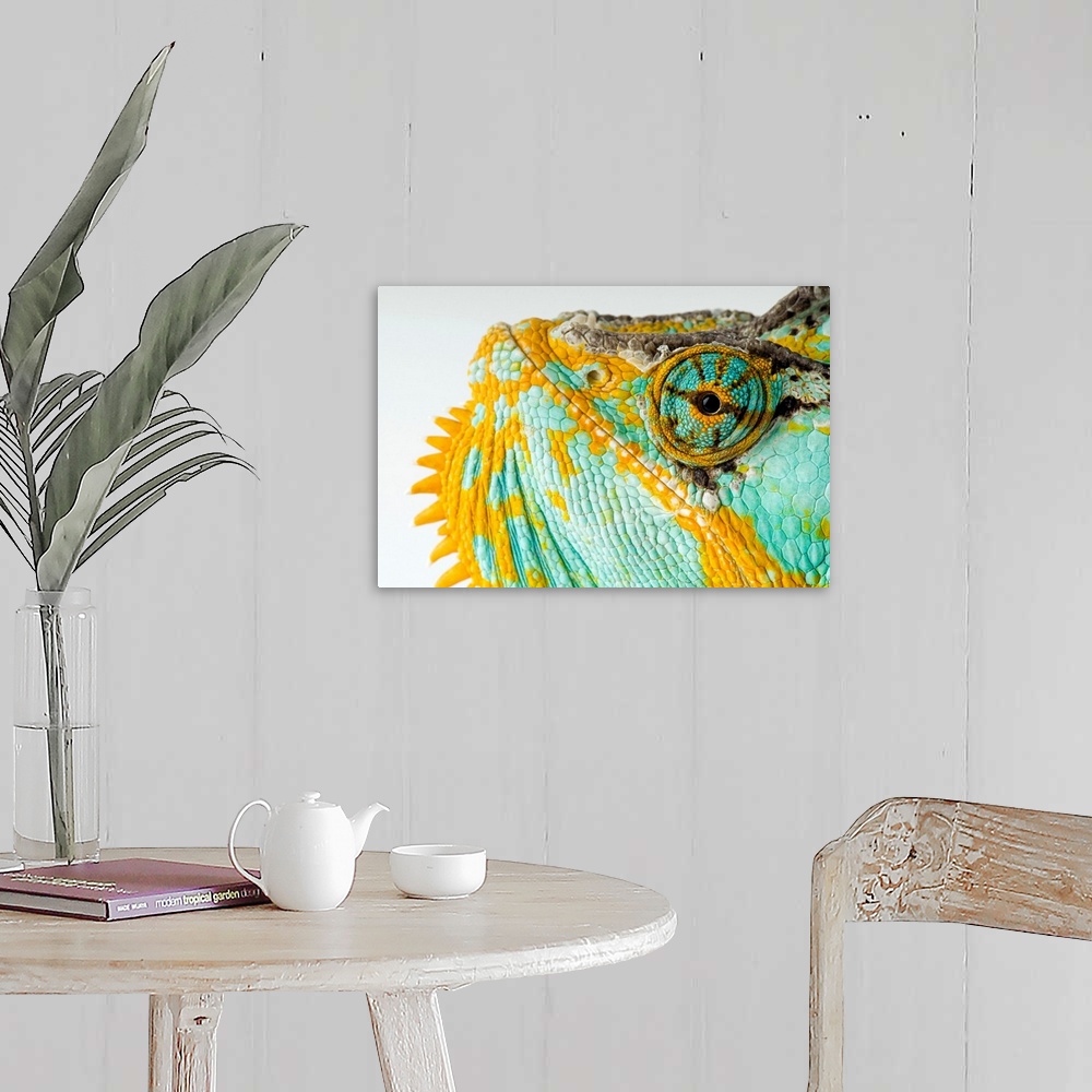 A farmhouse room featuring From the National Geographic Collection, a canvas of the up close of a colorful reptile's face.