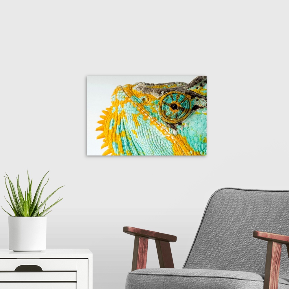 A modern room featuring From the National Geographic Collection, a canvas of the up close of a colorful reptile's face.