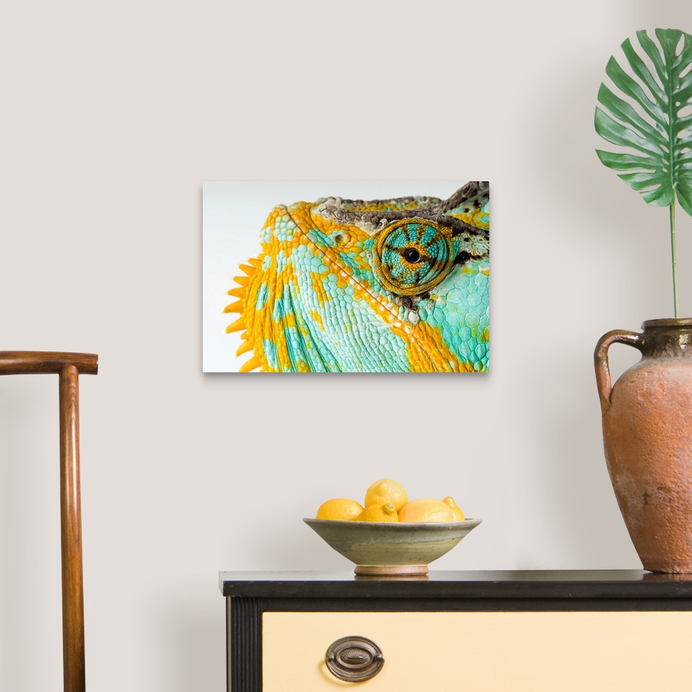 A traditional room featuring From the National Geographic Collection, a canvas of the up close of a colorful reptile's face.