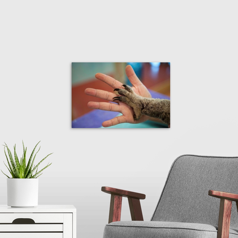 A modern room featuring The hands of a veterinarian and a federally threatened koala.