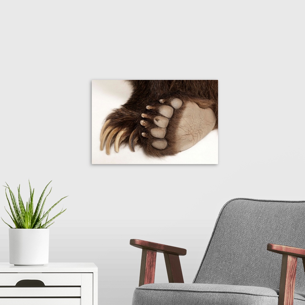 A modern room featuring The paws of a grizzly bear, Ursus arctos horribilis.