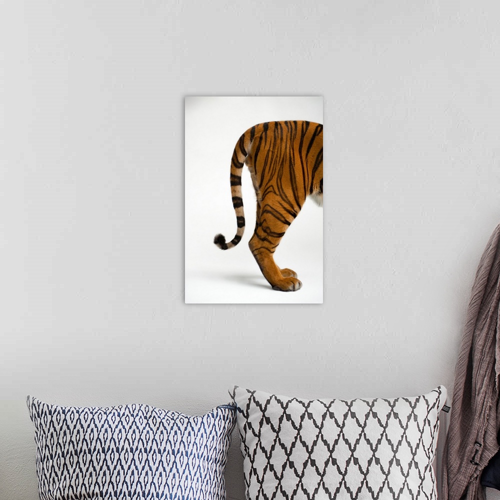 A bohemian room featuring The tail end of an endangered Malayan tiger, Panthera tigris jacksoni.