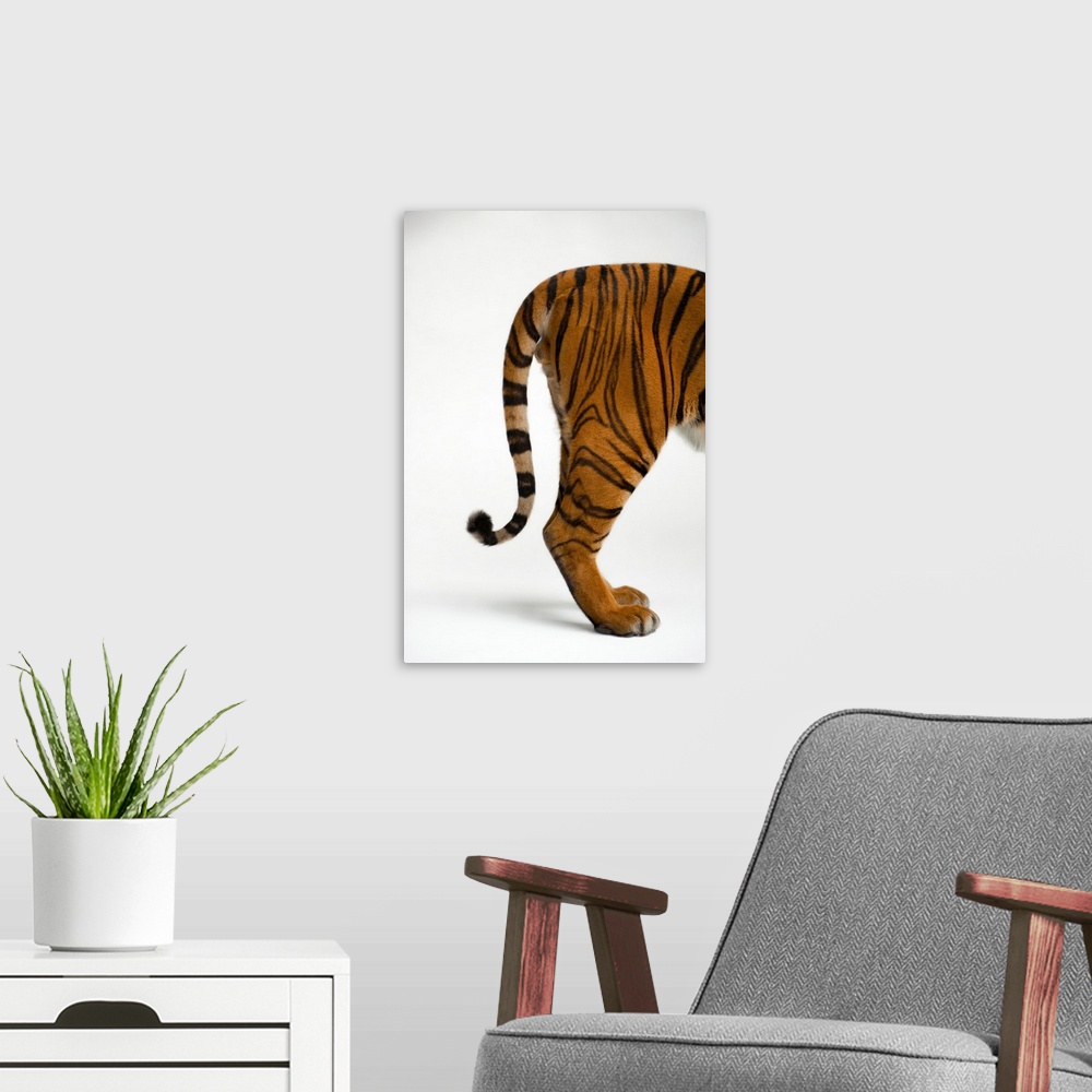 A modern room featuring The tail end of an endangered Malayan tiger, Panthera tigris jacksoni.