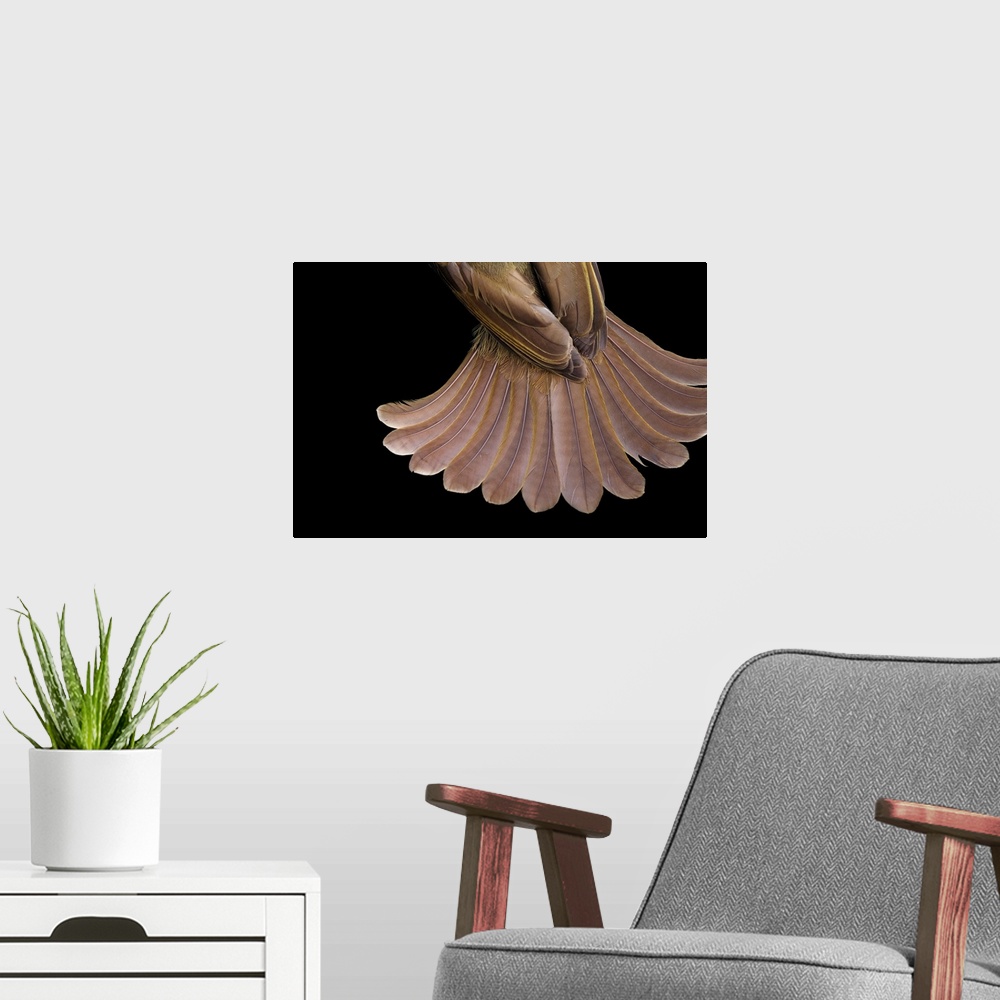 A modern room featuring The tail feathers of a little greenbul bird, Andropadus virens.
