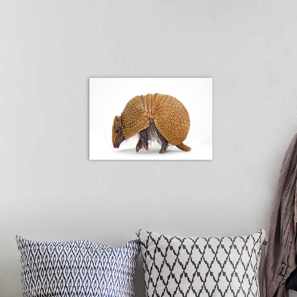A bohemian room featuring A southern three-banded armadillo, Tolypeutes matacus.